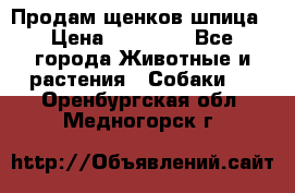 Продам щенков шпица › Цена ­ 25 000 - Все города Животные и растения » Собаки   . Оренбургская обл.,Медногорск г.